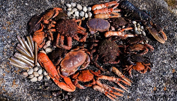 Las ventas online de marisco y pescado aumentarán las cifras récord alcanzadas en pandemia esta Navidad