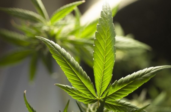 Planta tus propias semillas de marihuana y cosecha plantas sanas