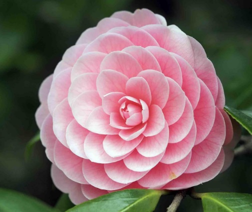 Camelia japónica: sus beneficios y uso cosmético antiedad