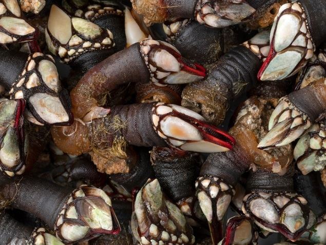 Blushell: el mejor marisco vivo llega cada día a los restaurantes y espacios gourmet de España