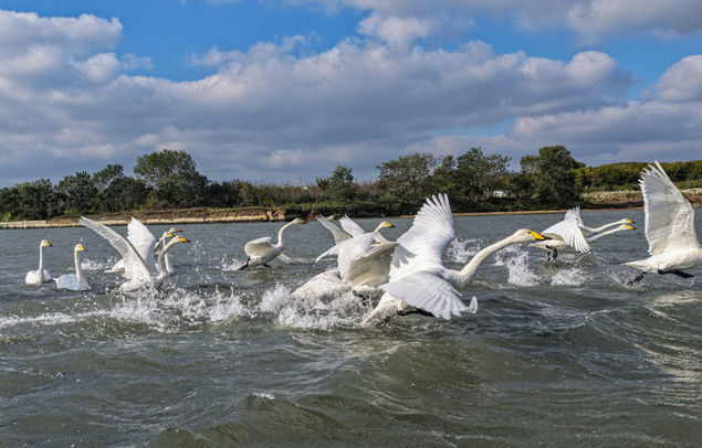 A drone photo shows wintering whooper swans at a nature reserve in Rongcheng, east China's Shandong Province, Oct. 18, 2025. (Photo by Li Xinjun/Xinhua)