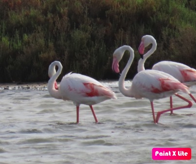 Hagamos del Turismo un factor positivo para la Naturaleza, generando beneficios: Tourism4Nature