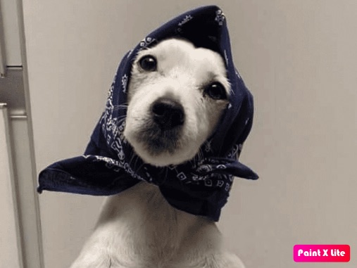 TrompaTrompita: Conoce su historia y cómo ha llegado ha ser famosa