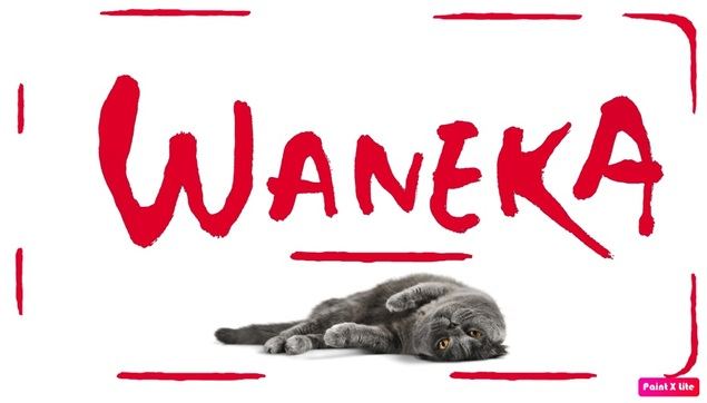 La revolución de los productos para gatos llega de la mano de Waneka