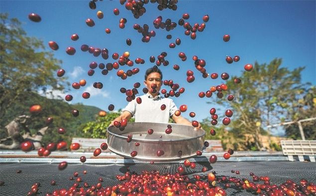 Un agricultor seca granos en Pu'er, provincia de Yunnan, 16 de noviembre del 2022. (Foto: Jiang Wenyao/ Xinhua)