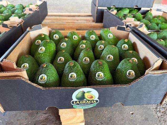 La pujanza del aguacate Hass y de la pitahaya potencian la producción de fruta de Paraguay