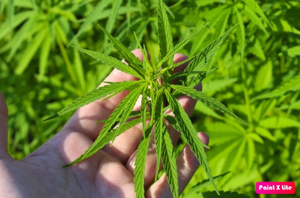 Las flores de CBD aportan múltiples beneficios para la salud física y emocional