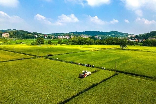 La imagen aérea del 10 de agosto de 2023 muestra a un agricultor cosechando arroz en un campo del distrito de Shuangfeng de la ciudad de Loudi, en la provincia central china de Hunan. (Xinhua/Li Jianxin) 