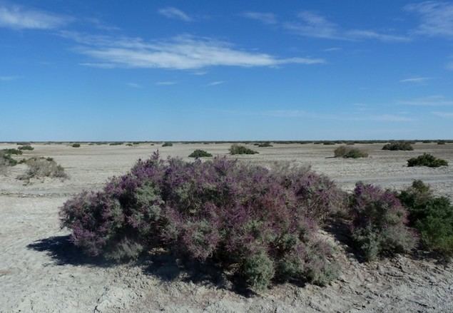 Uzbekistán creará una cubierta vegetal en el lecho desecado del mar de Aral