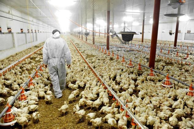 CIWF pide a la UE y al gobierno español reformas urgentes en el sector avícola por riesgo de nueva pandemia