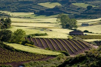 Métodos para la Valoración de Fincas Rústicas: una guía de excelencia profesional