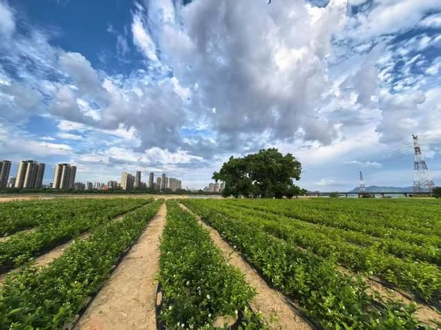 Cultivos de las plantas de jazmín.