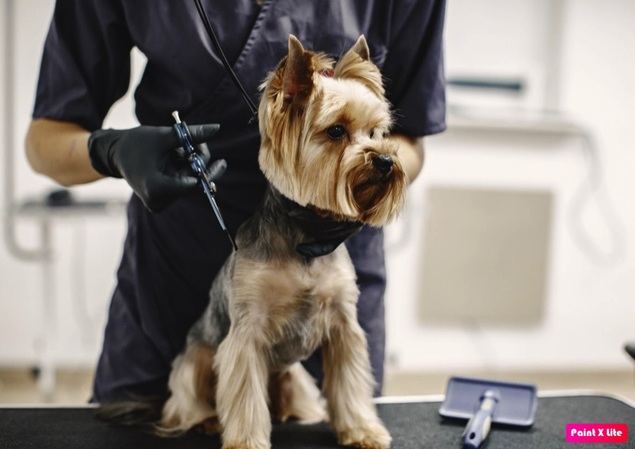 ¿Cómo debe ser una peluquería canina?