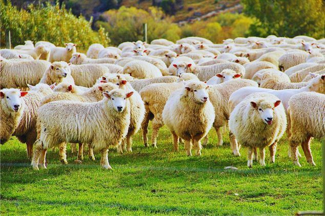 Ganadería ovina productos principales y su impacto en la industria