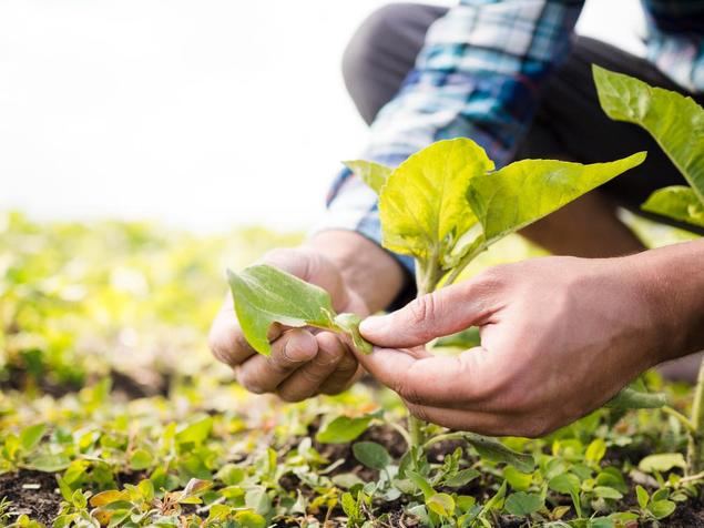 El papel clave de las empresas de servicios agrícolas en la producción