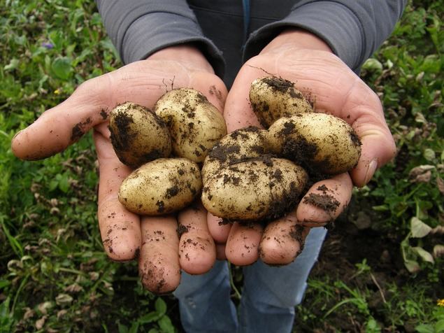 La producción de patatas en Asturias y su impacto en la economía local