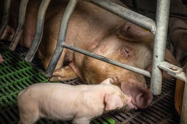 ¿Quién se beneficia? Un nuevo informe derriba los mitos utilizados por las 'Big Ag' sobre la ganadería industria
