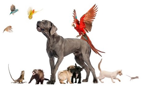 L os animales serán seres 'sintientes' y no cosas