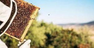 Ganadería apícola, un ejemplo de sostenibilidad