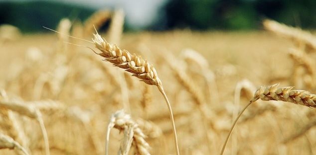 El suministro de cereales y oleaginosas a España, en riesgo