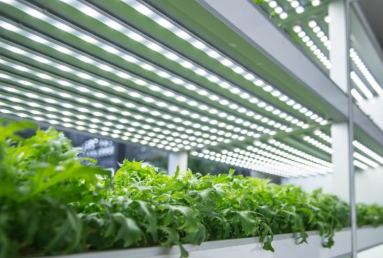 Todos los beneficios de la iluminación LED para cultivos indoor