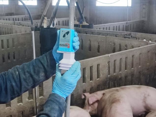 Augan y UnaBiz se alían para detectar enfermedades en ganado porcino mediante la monitorización del agua que consumen
