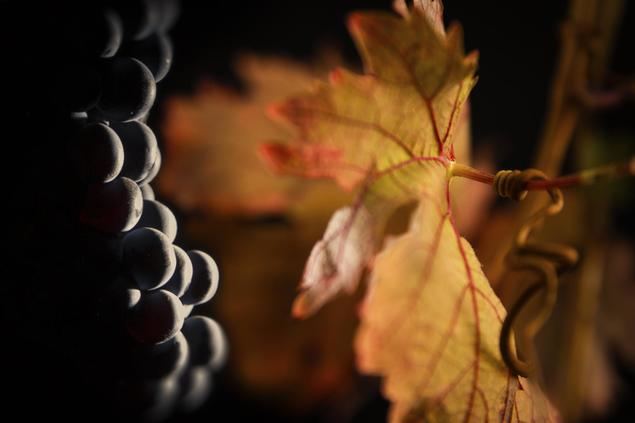La Denominación de Origen “La Mancha”, un paraíso para la producción de vinos ecológicos