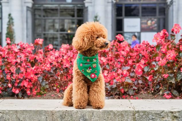 Dukier, la startup española que diseña accesorios fashion para mascotas