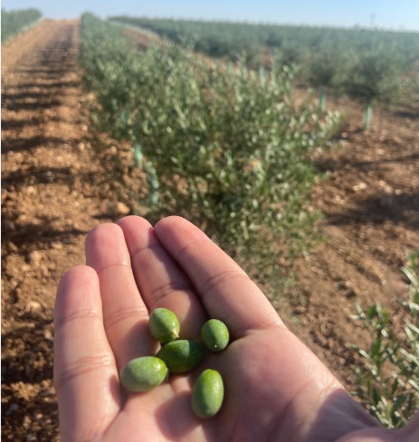 Alboris Mancha cierra su mayor ronda de financiación para Agroalmendros Eco a través de Fellow Funders