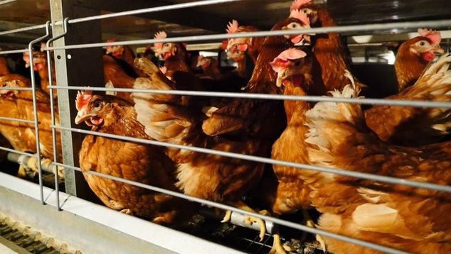 España es el país de la UE con mayor número de animales de granja en jaulas