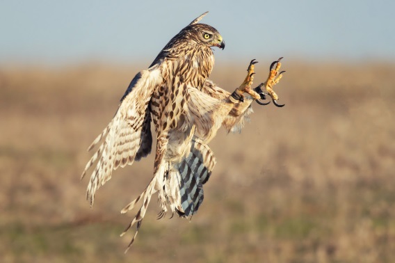 Los halcones llenan los cielos