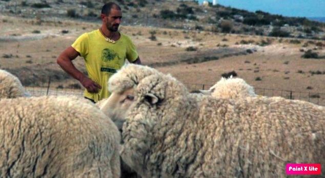 La lana Merino, el negocio que mantiene la ganadería y el pastoreo tradicional español