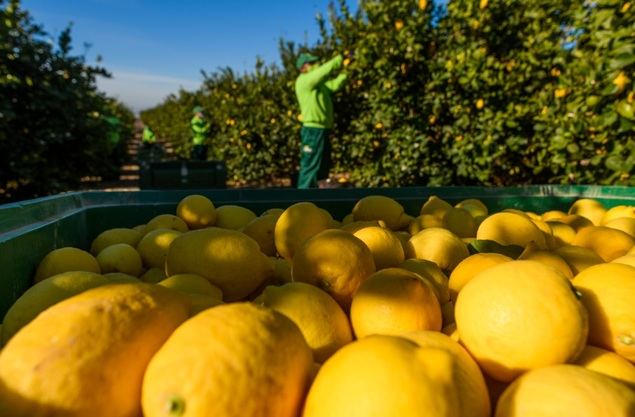 Los empleos directos en el sector del limón crecen un 15%