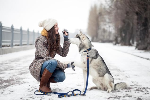 Luchar contra el abandono de perros es posible