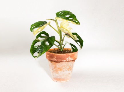 Una de las plantas más singulares y caras de la historia, a sorteo en España