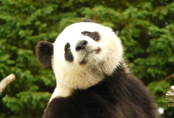 China vuelve a decepcionar con sus esperanzas de estímulo