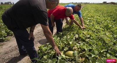 Bajas los lunes y fuerte caída de la contratación en agricultura: el empleo seco de agosto