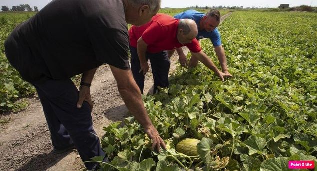 Bajas los lunes y fuerte caída de la contratación en agricultura: el empleo seco de agosto