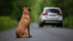 Hasta 50.000 euros de multas por abandonar a tu mascota este verano