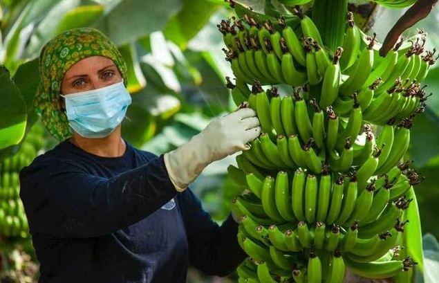 Plátano de Canarias, Jamón de Teruel y Afrucat consiguen la mitad de los fondos que la Unión Europea destina a la promoción de Productos Agrícolas Europeos