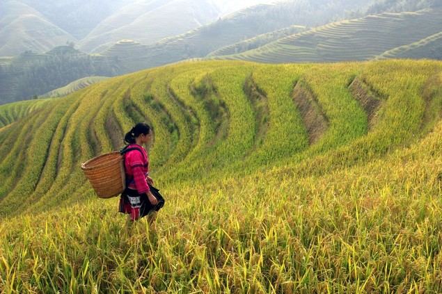 La Franja y la Ruta contribuyen al desarrollo verde