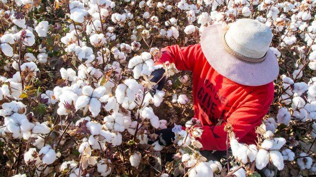La producción de algodón de China alcanza 5,618 millones de toneladas en 2023