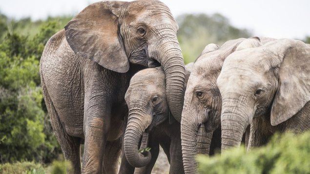 Botsuana recolocará 500 elefantes en Mozambique