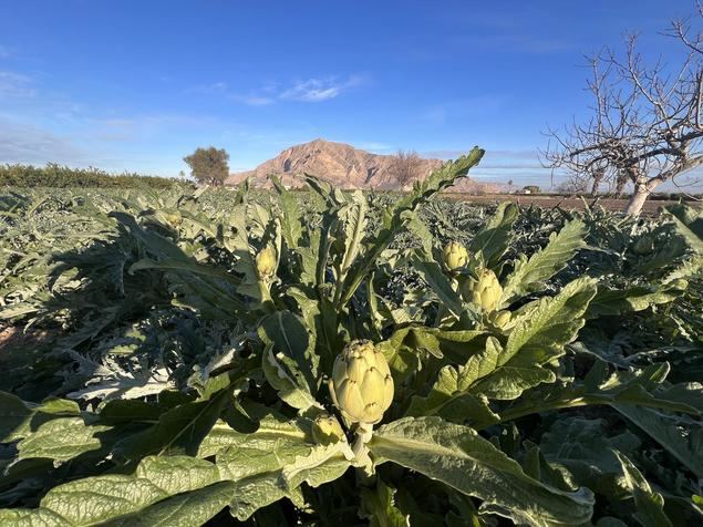 La alcachofa, reina estelar de la huerta de la Vega Baja.