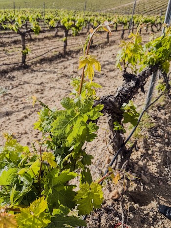 El enoturismo premium gana peso: Bodegas Nexus impulsa experiencias a medida en Ribera del Duero