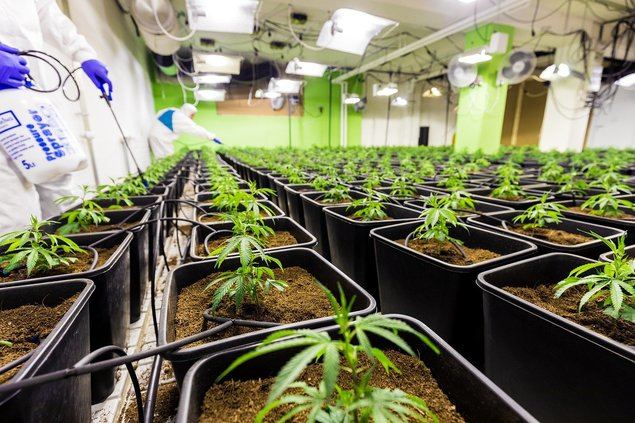 Economía y finanzas en el mundo del CBD