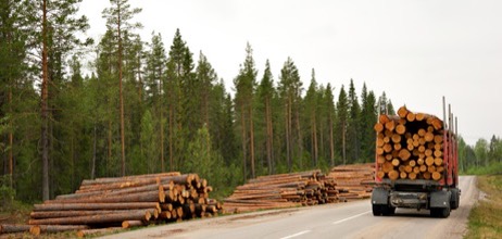 La madera subastada en España genera 33,9 millones de euros en el tercer trimestre del año, estabilizándose su precio tras la pandemia