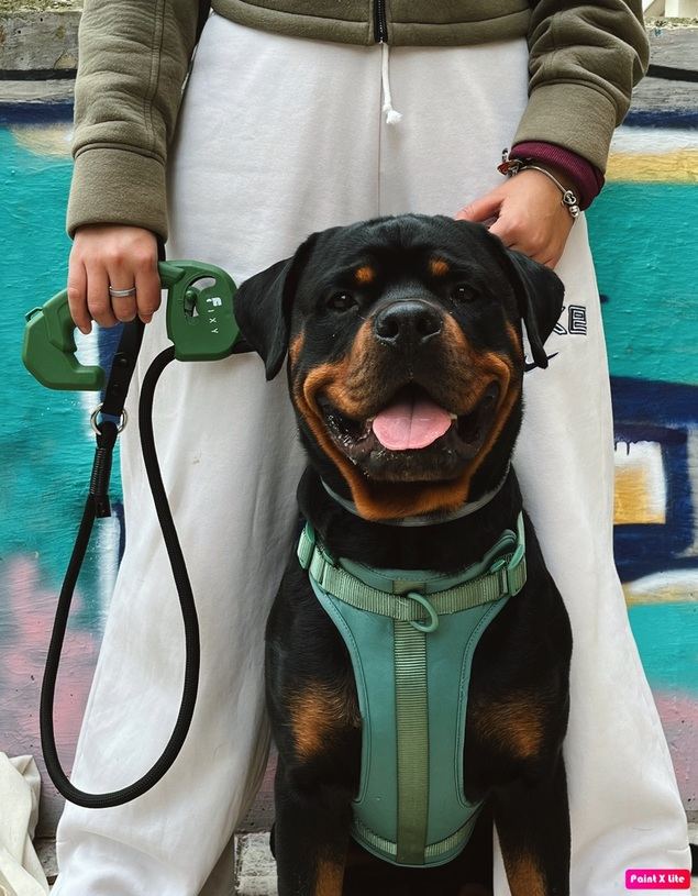 FIXY presenta su innovadora correa para perros