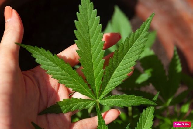 Cinco famosos que consumen CBD y no te esperas