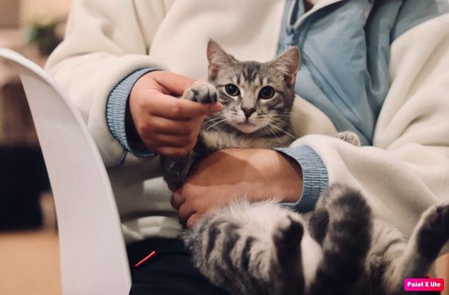¿Cómo elegir la mejor clínica veterinaria para nuestra mascota?